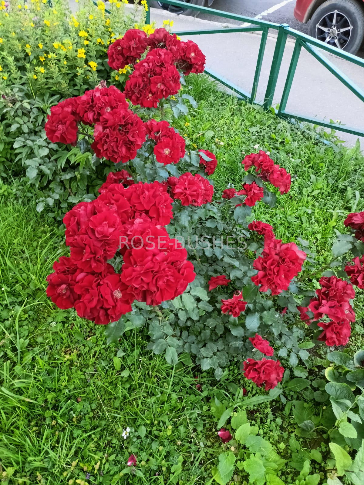 ����� ������. Roter Korsar. (����.����)
